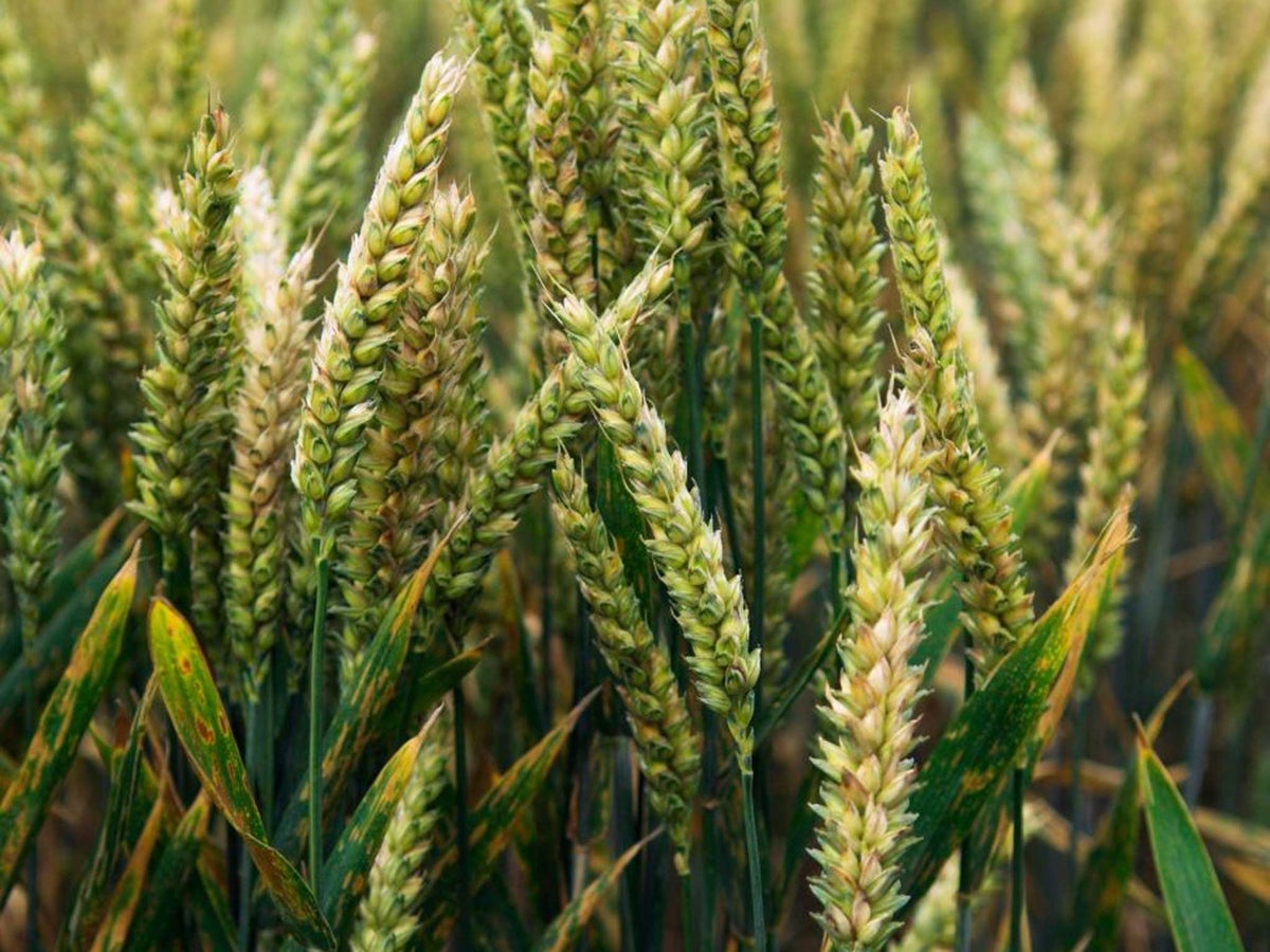 wheat rust the fungal disease that threatens to destroy the world crop the independent the independent wheat rust the fungal disease that