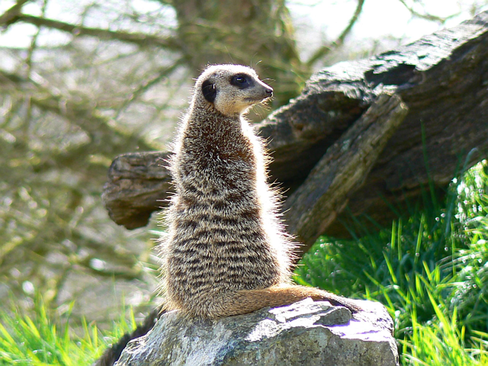 A meerkat is spotted at Longleat Safari Park, Wiltshire