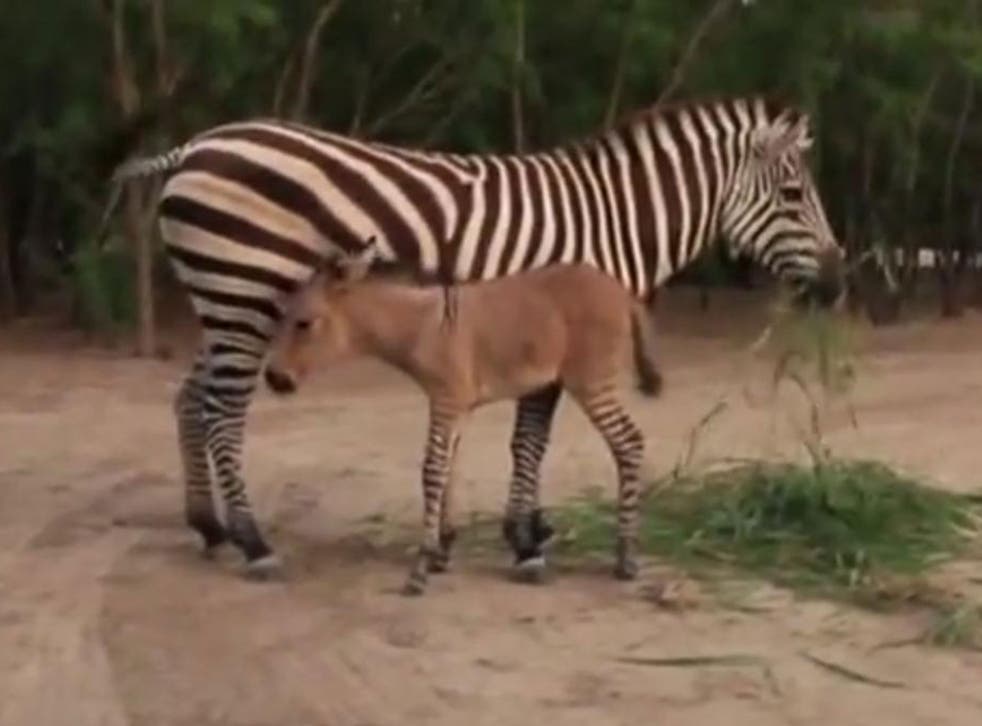Zonkey: A zoo in Mexico has welcomed the birth of a rare cross between a zebra and a donkey