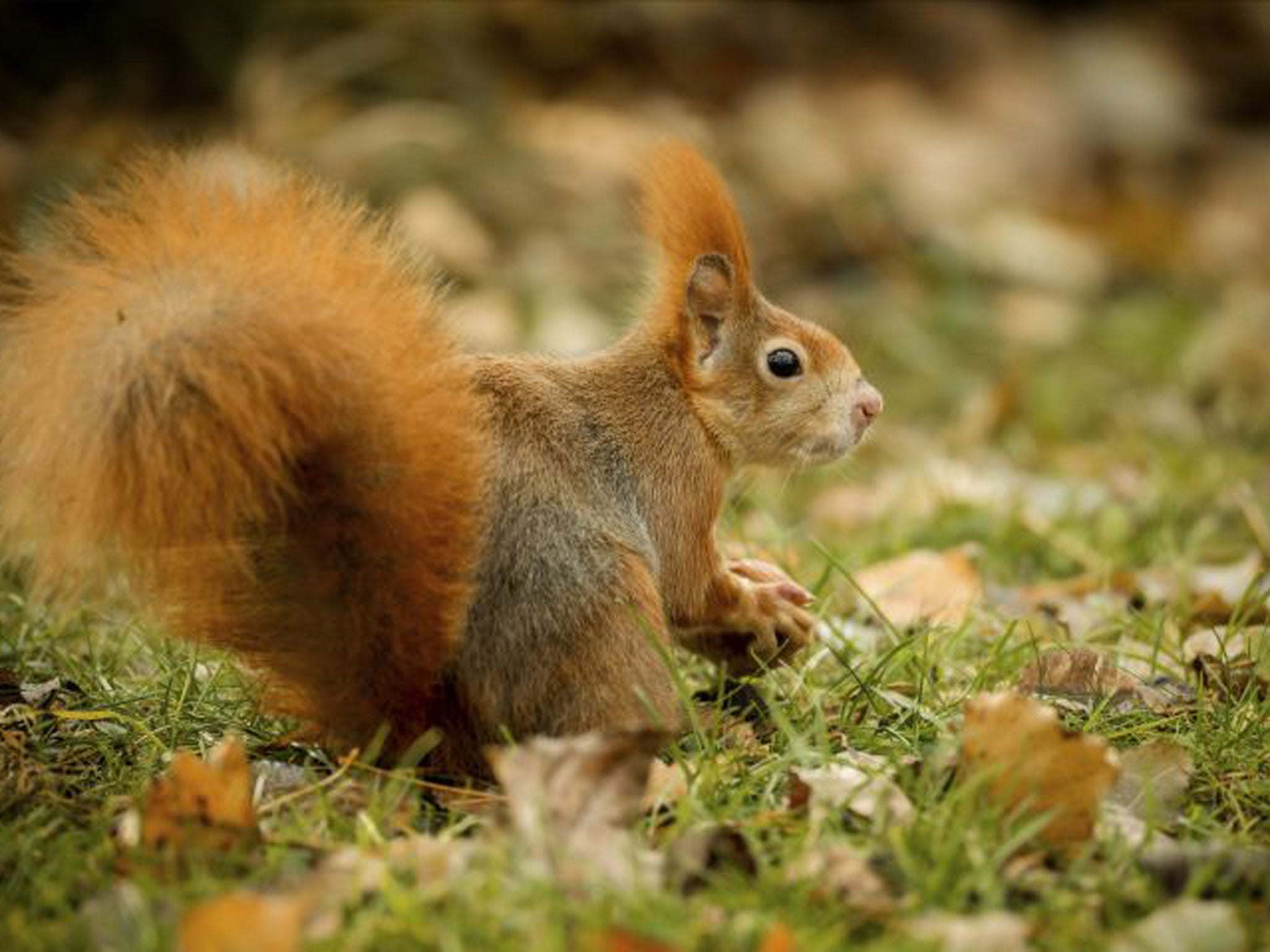 Nutcracker: A rare red squirrel out foraging