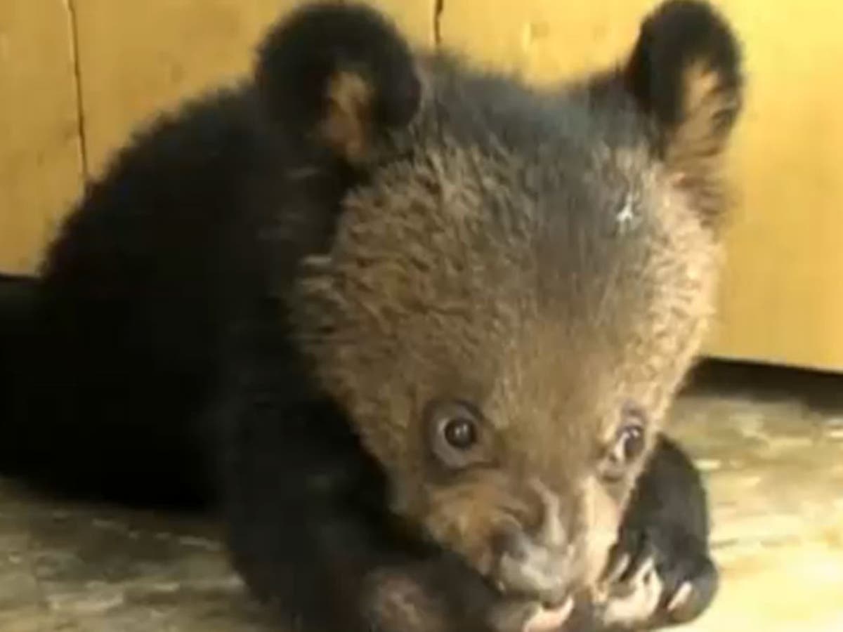 Bearing up well The Independent The Independent