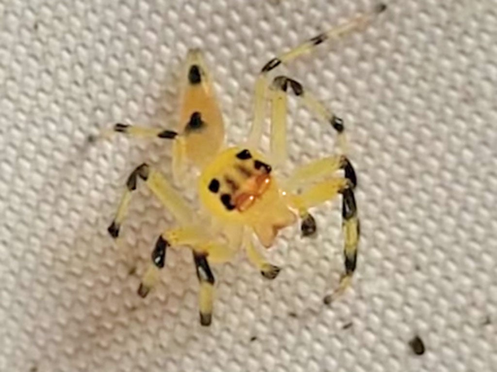 Ecuador’s yellow amycine jumping spider