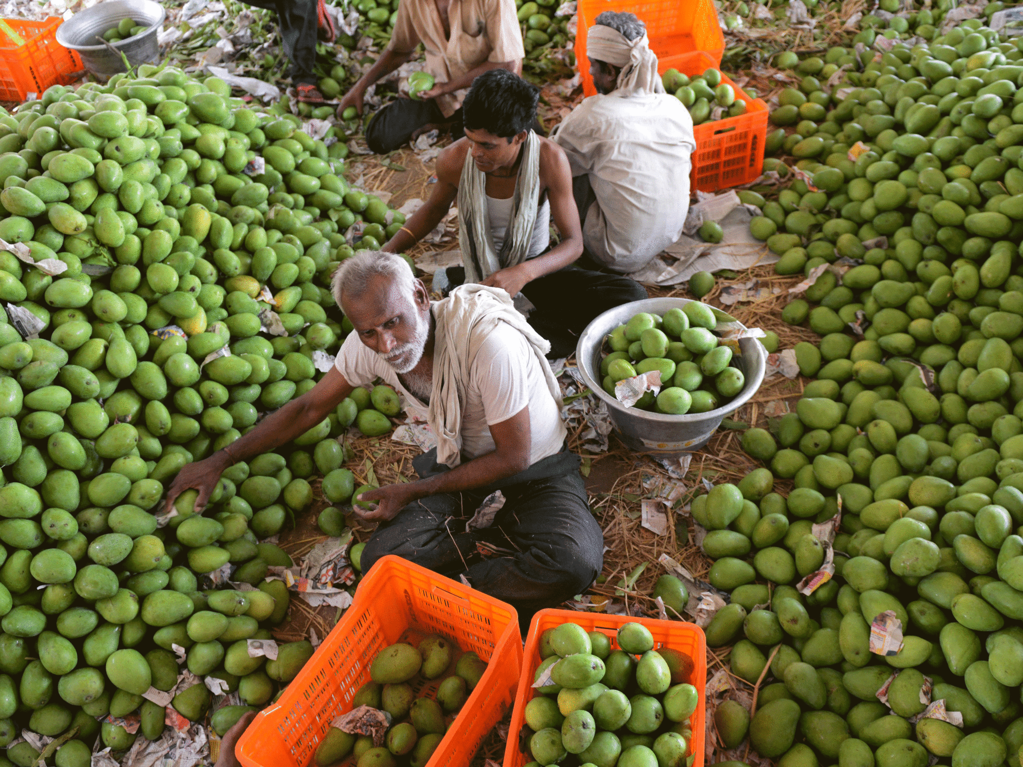 Indian labourers sort mangoes at the Gaddiannaram Fruit Market on the outskirts of Hyderabad in April 2014.