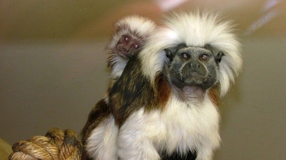 Five monkeys have been stolen from Blackpool Zoo during an overnight burglary, Lancashire Police have reported.