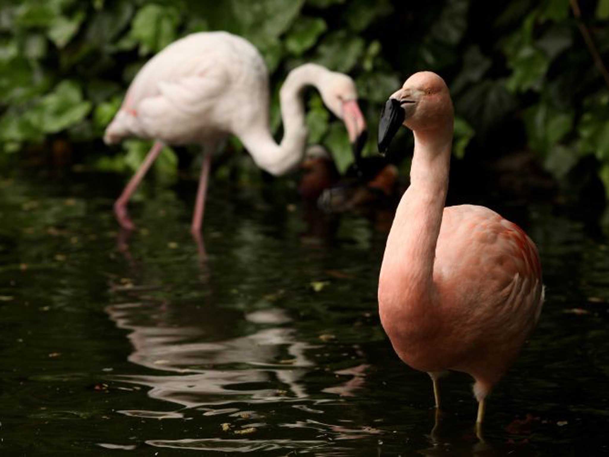 Bill and Ben – the original pair of flamingos-in-residence