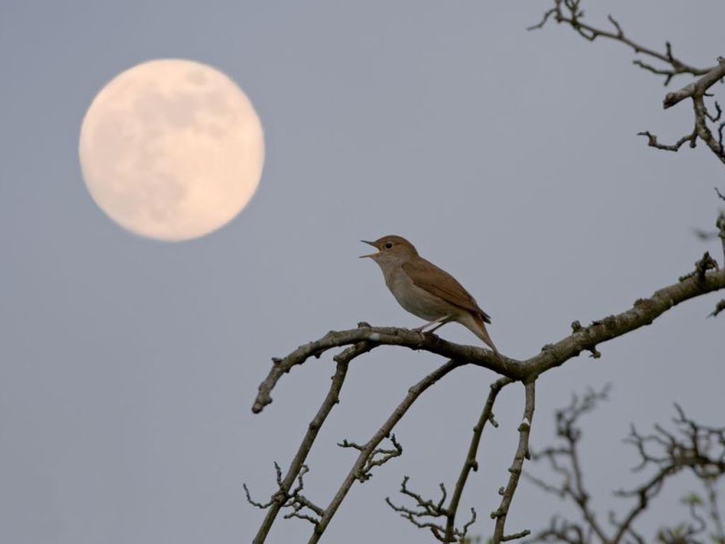 Common Nightingale (Luscinia megarhynchos) adult male, singing, perched at night with full moon, Suffolk, England