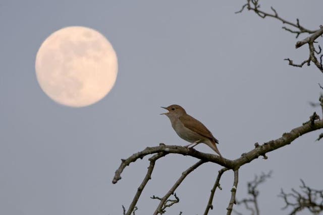 Common Nightingale (Luscinia megarhynchos) adult male, singing, perched at night with full moon, Suffolk, England 
