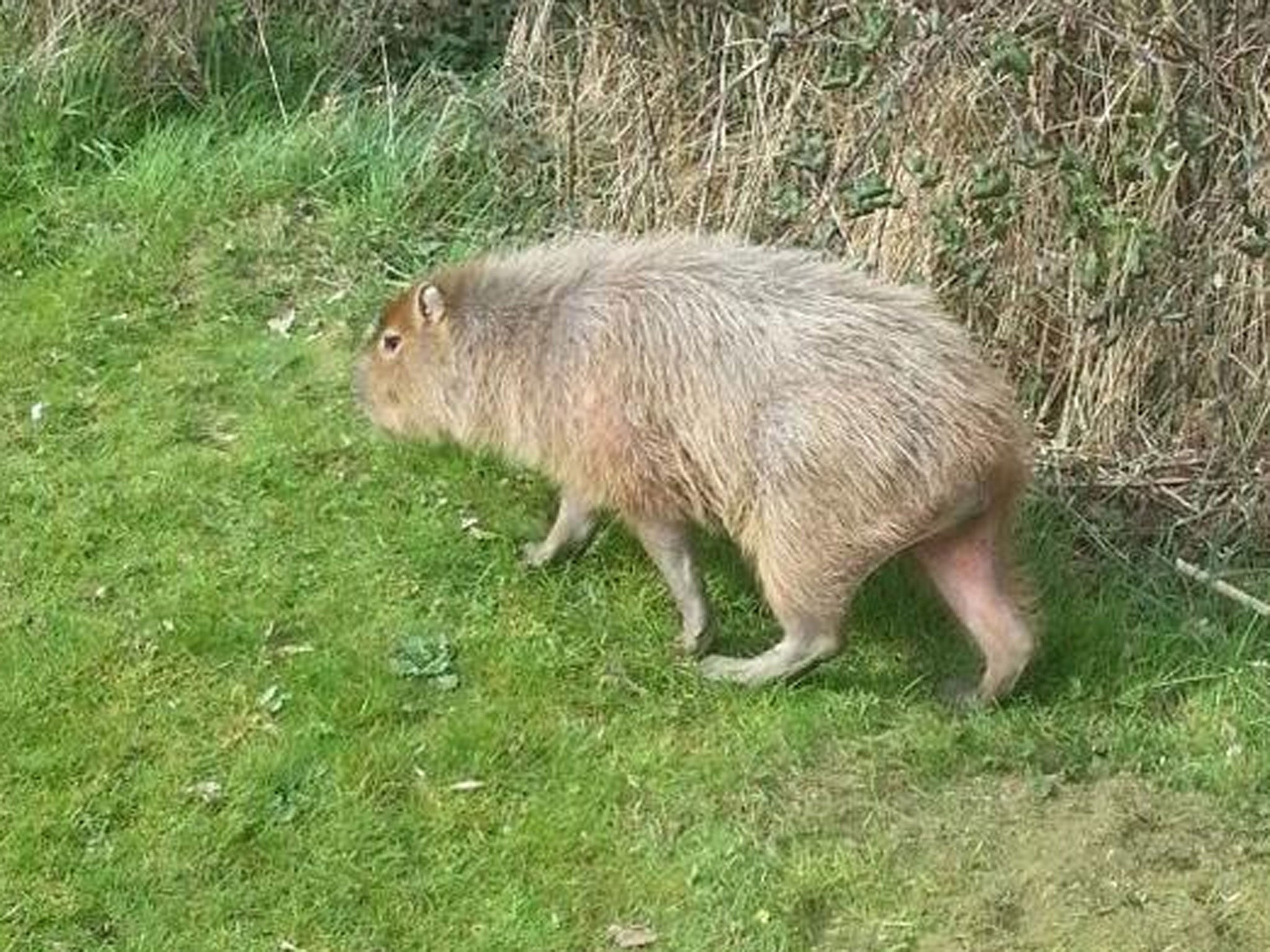 A capybara - the largest species of rodent in the world - has been causing a commotion on a golf course in Essex