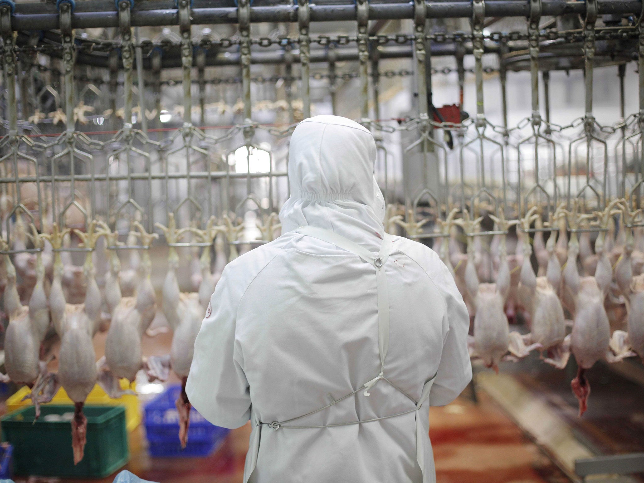 File image showing chickens at a halal abattoir in France