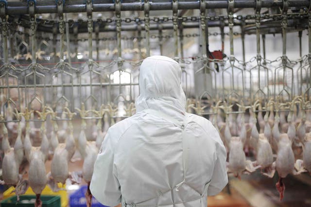 File image showing chickens at a halal abattoir in France