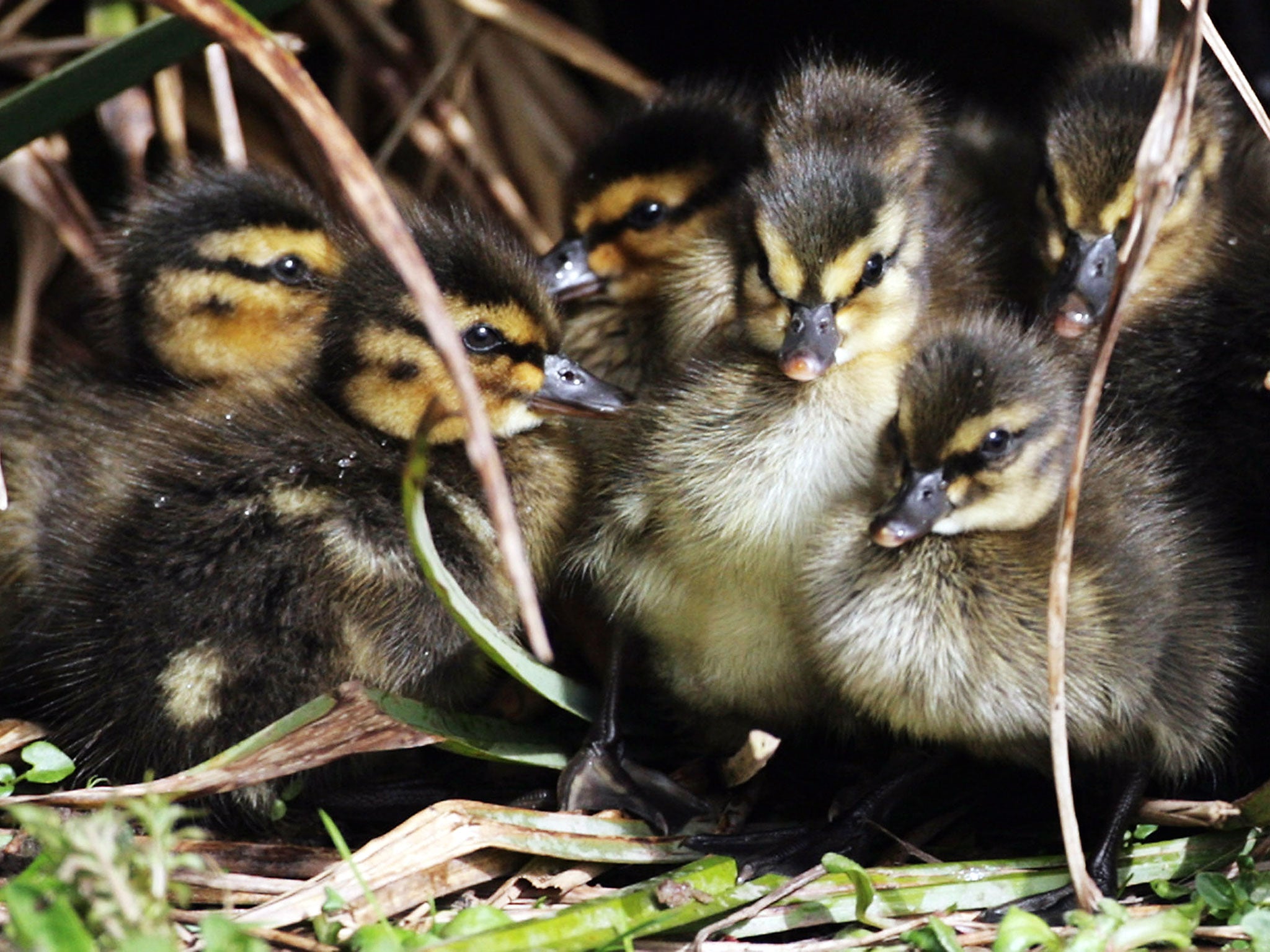 Recently hatched ducklings, unrelated to the video, shelter in the undergrowth as they enjoy the spring weather and sunshine at the Slimbridge Wetlands Wildlfire Centre near Dursley, England.