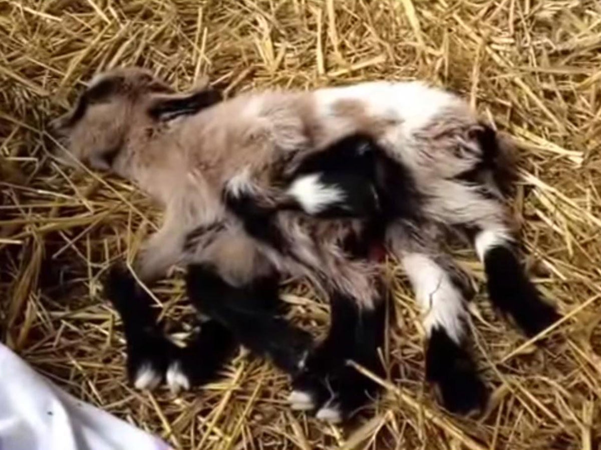 Octogoat: Eight-legged kid born on Croatian farm | The Independent | The  Independent