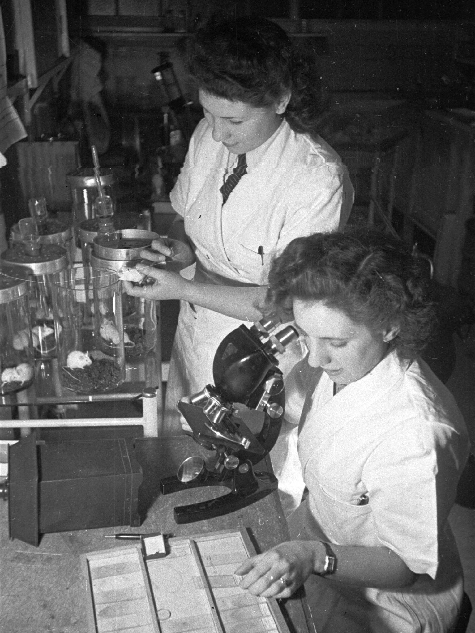 Research in an ICI lab into a drug to beat a disease caused by tsetse flies in 1949