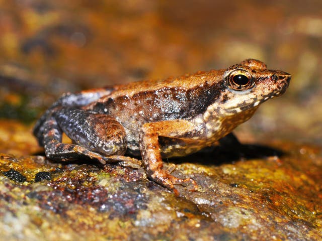 A third of amphibian and frog species globally are threatened with extinction and in the UK