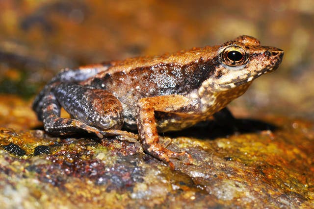 A third of amphibian and frog species globally are threatened with extinction and in the UK