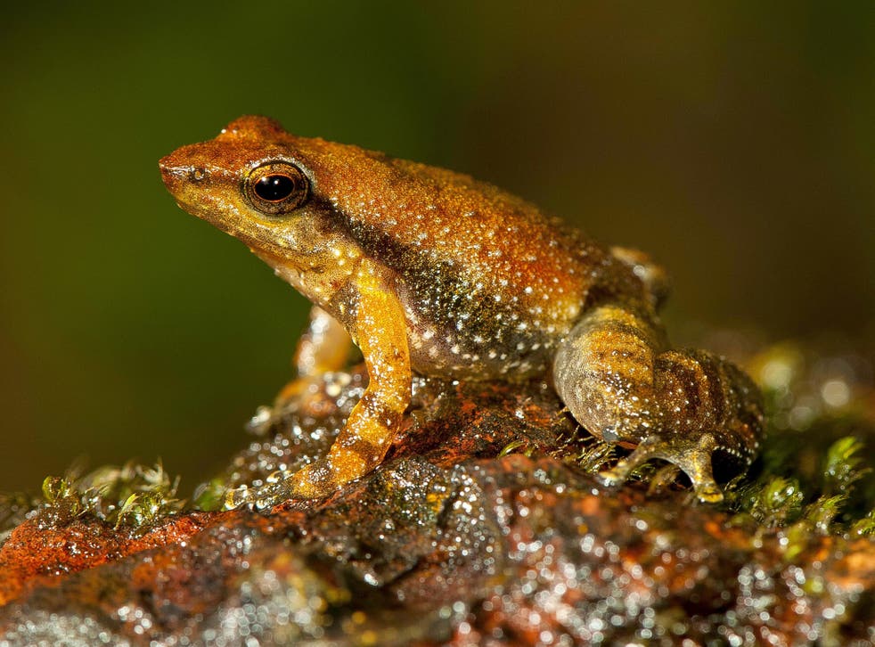 Ranavirosis causes bleeding, severe ulcers and the loss of limbs and can be fatal to frogs