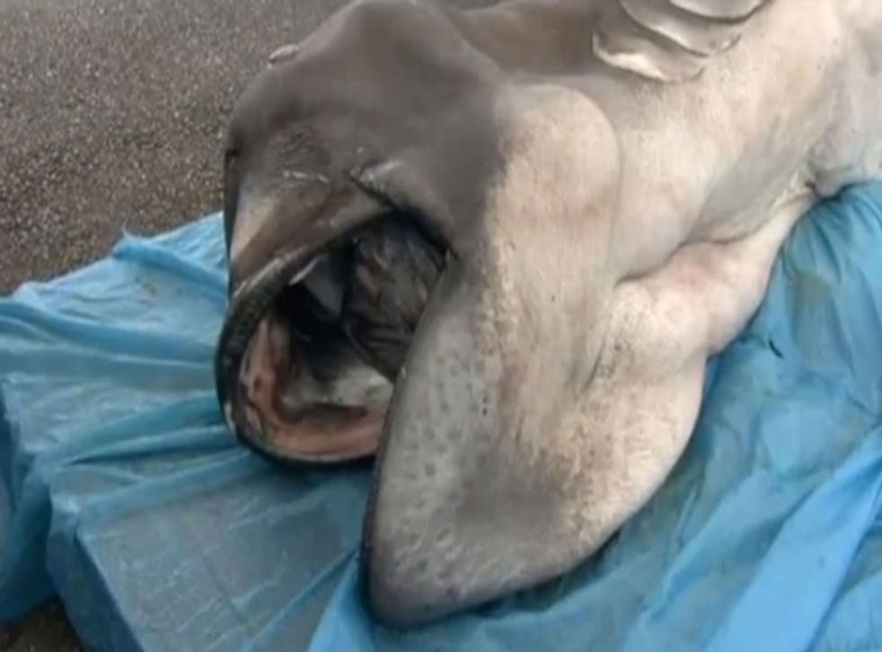 An extremely rare female deep-water megamouth shark has been caught off the coast of Shizuoka, Japan, and is believed to be only the 58 sighting of the animal on record.
