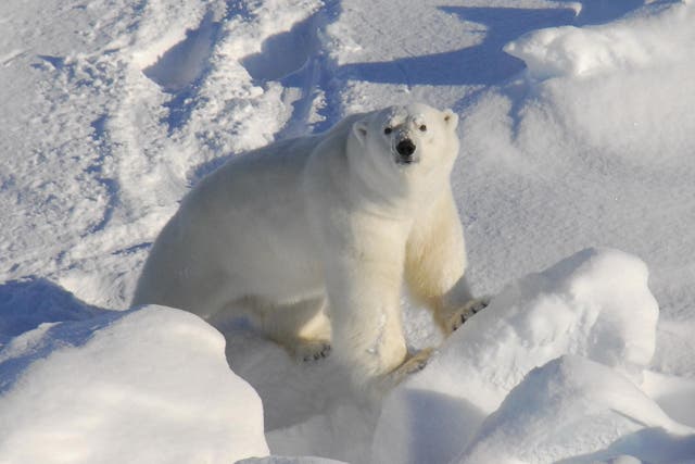 A polar bear’s diet is rich in seal blubber and half of its own body weight is composed of fat