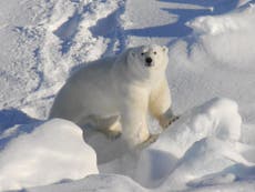Polar bear penises are getting weaker