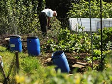 Local authorities cutting size of allotments in half to allow more