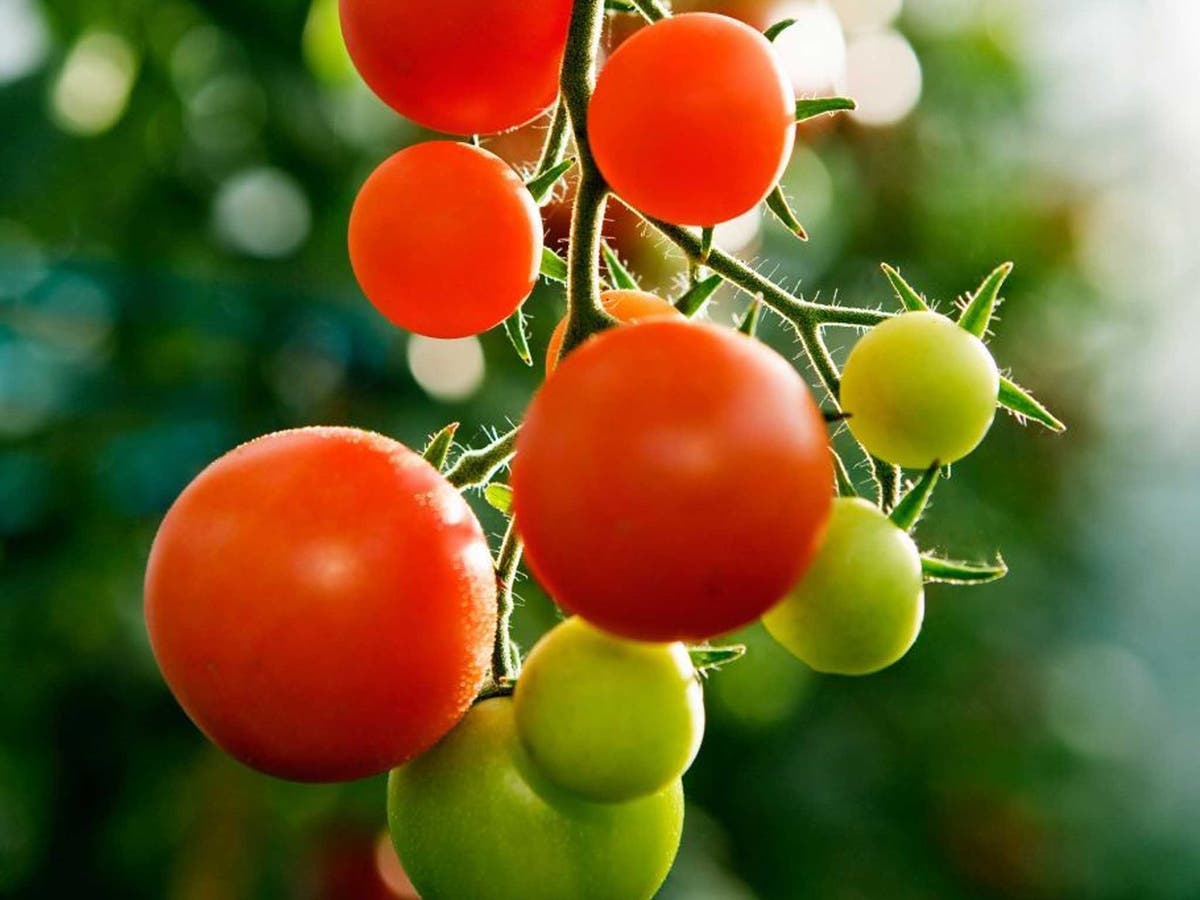 Aspirin for tomato plants Idea