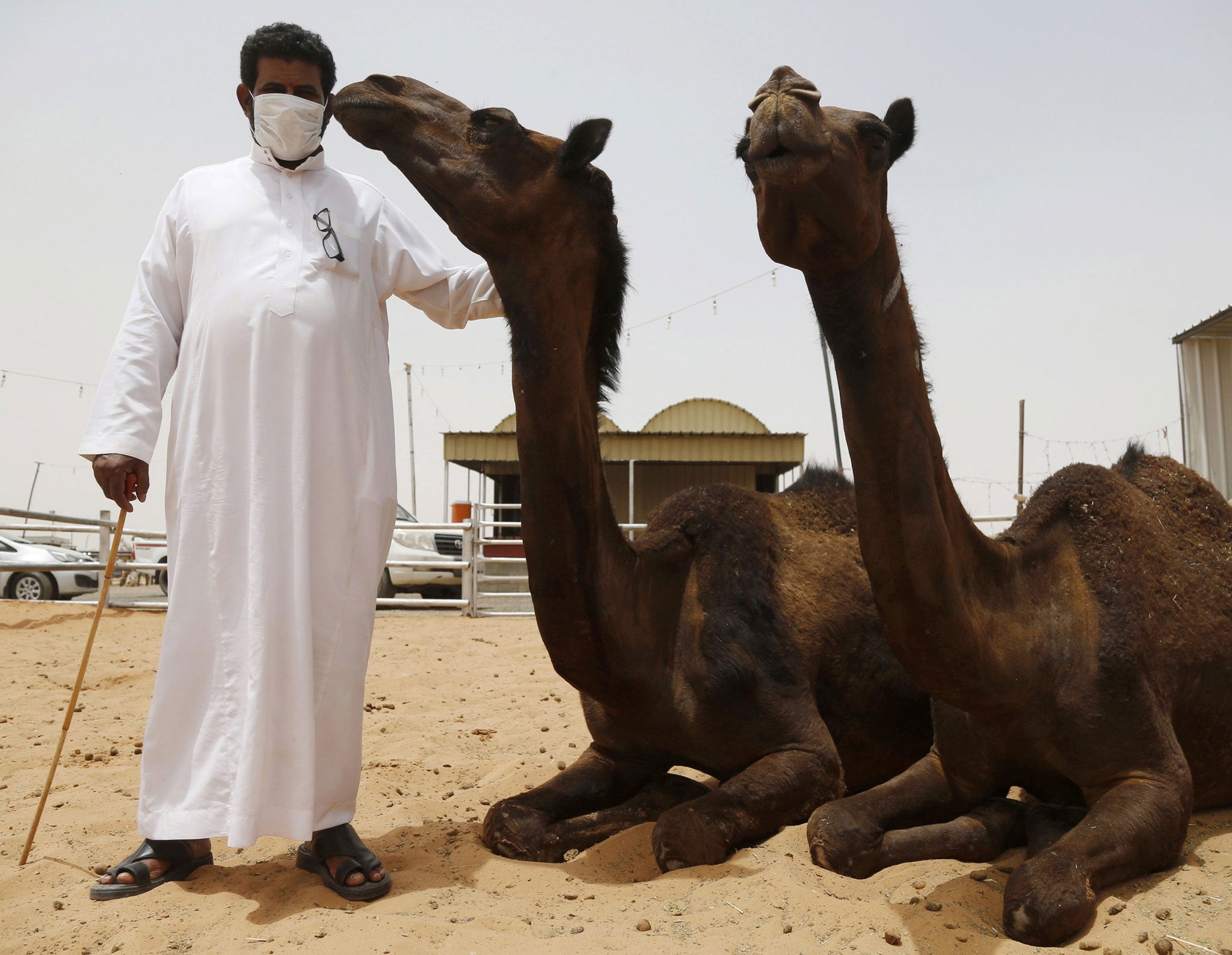 A man wearing a mask at a camel market in the village of al-Thamama near Riyadh on 11 May, 2014