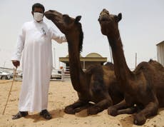 Mers: Saudi Arabia issues mask and gloves warning to camel handlers