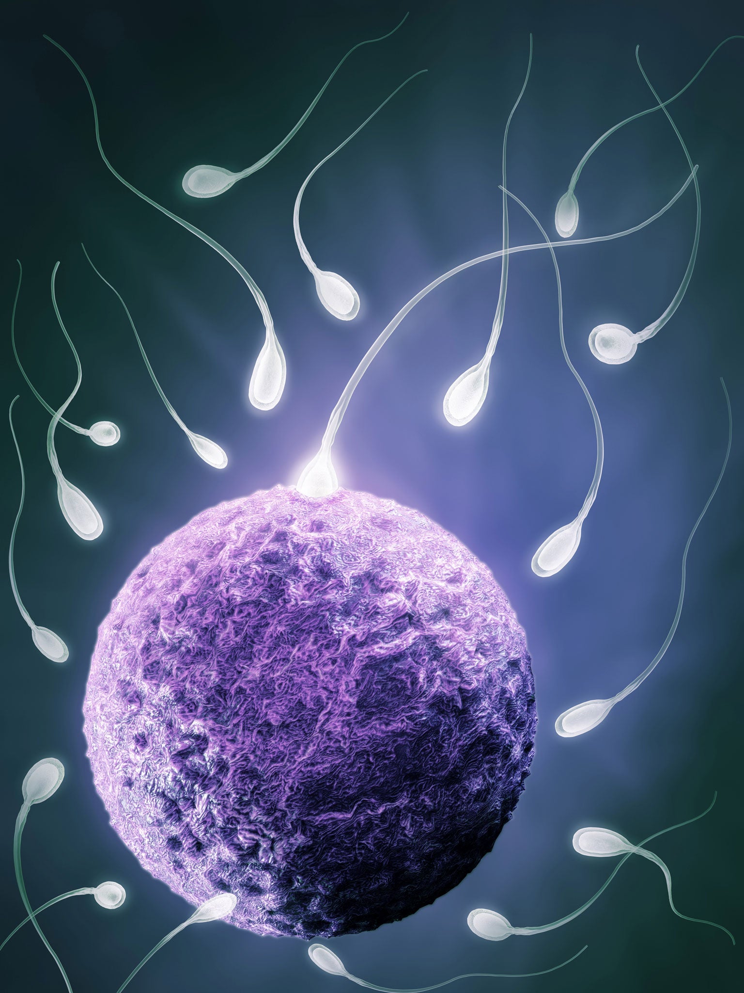 The study found the ‘swimming behaviour’ of sperm was affected