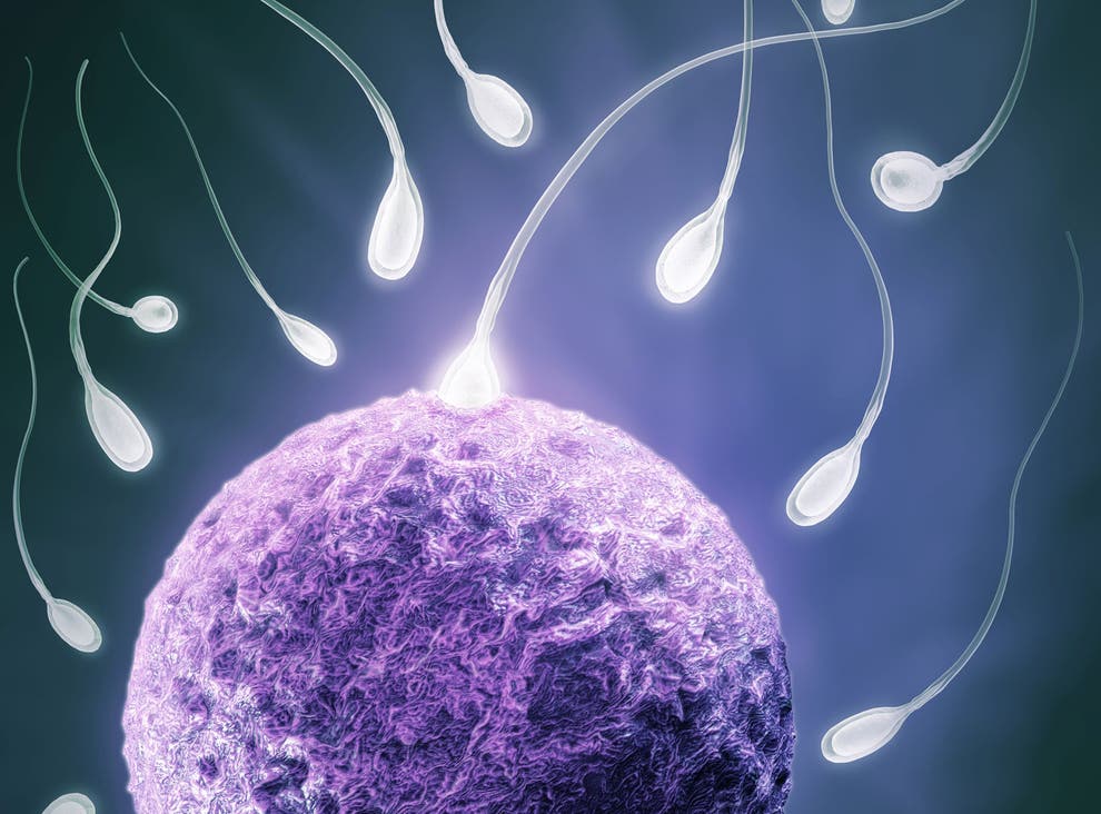 Бесплодие ученые. Здоровые клетки сперматозоида. Клетка организма сперматозоида. Сперматозоид под микроскопом.