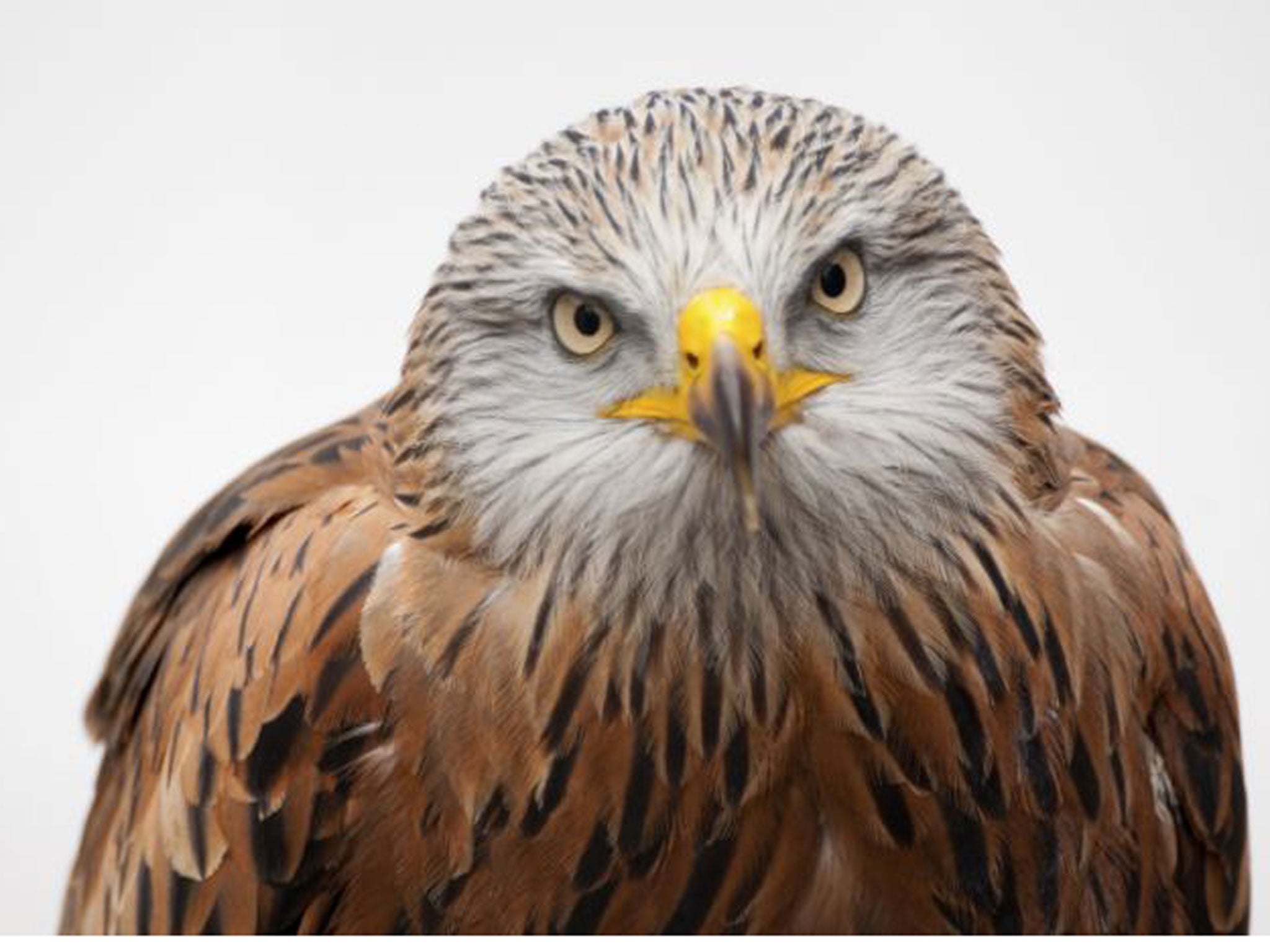 Up and away: Red kites can be spotted in Gilfach