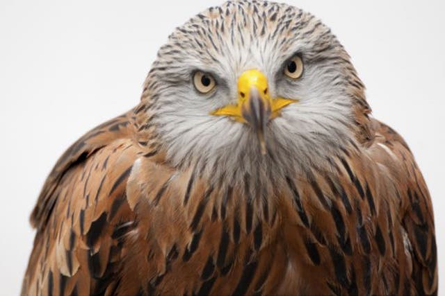 Up and away: Red kites can be spotted in Gilfach