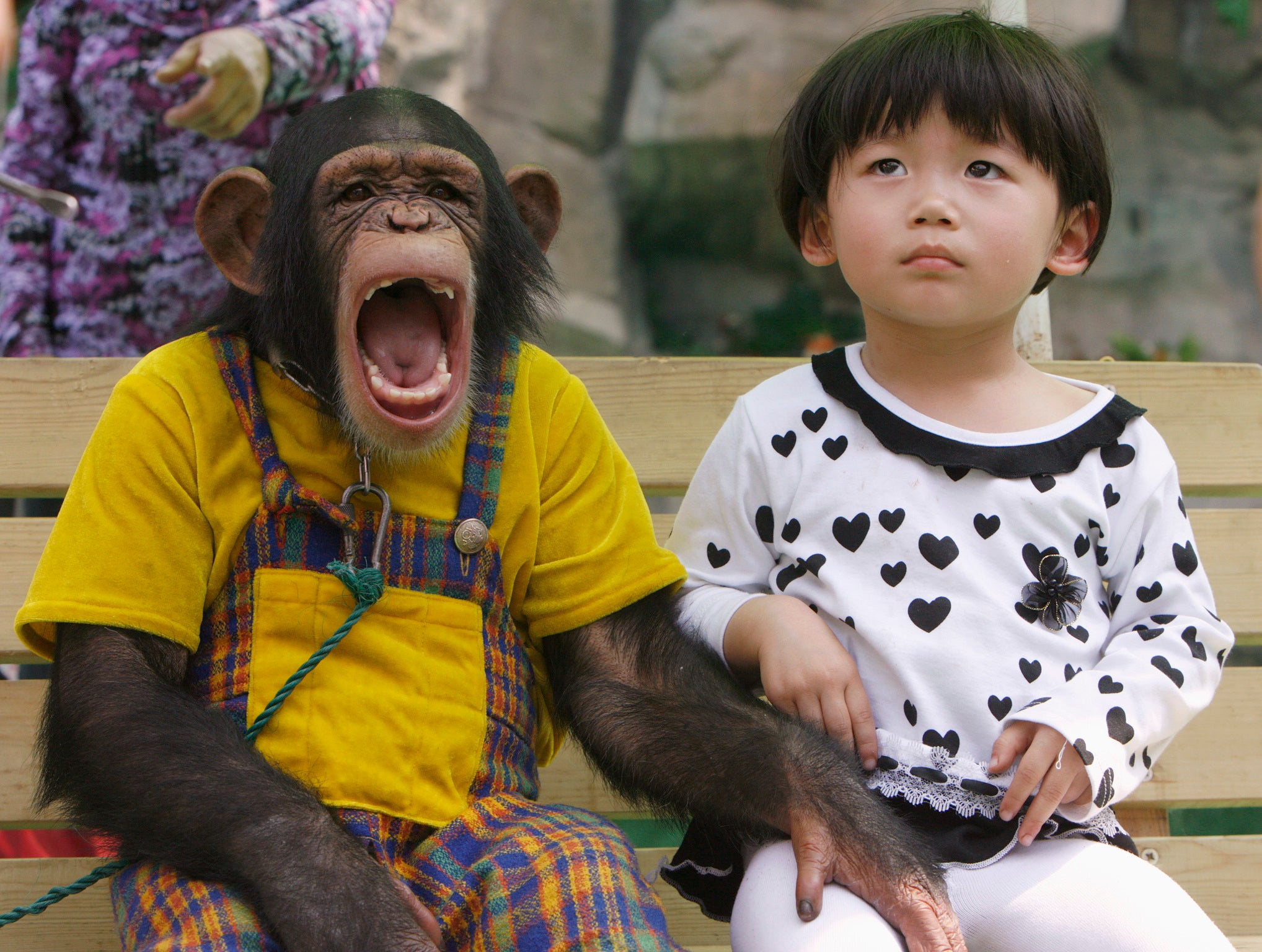 Шимпанзе девушку. Обезьяна девочка. Малыши обезьянки. Обезьяна для детей. Девушка и обезьяна.