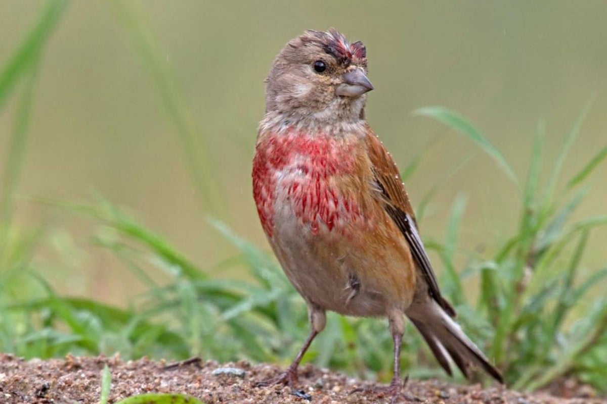 Nature Studies: You’ve heard the song that features the linnet. But ...