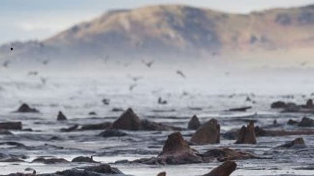 Ancient forest revealed by storms. The recent huge storms and gale force winds that have battered the coast of West Wales have stripped away much of the sand from stretches of the beach between Borth and Ynyslas. The disappearing sands have revealed ancients forests, with the remains of oak trees dating back to the Bronze Age, 6,000 years ago. The ancient remains are said by some to be the origins of the legend of ‚Cantre‚r Gwealod‚ , a mythical kingdom now submerged under the waters pif Cardigan Bay