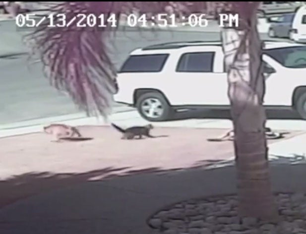 Cat saves boy from dog attack: YouTube video shows family pet rescuing  child | The Independent | The Independent