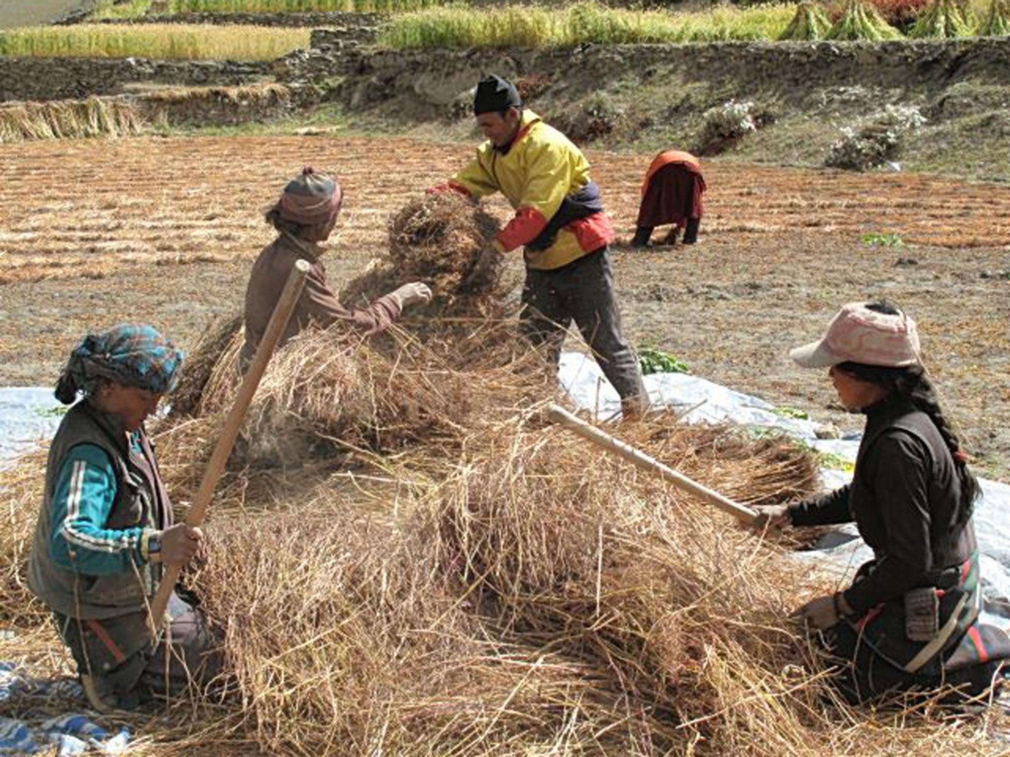 Locals threshing crops