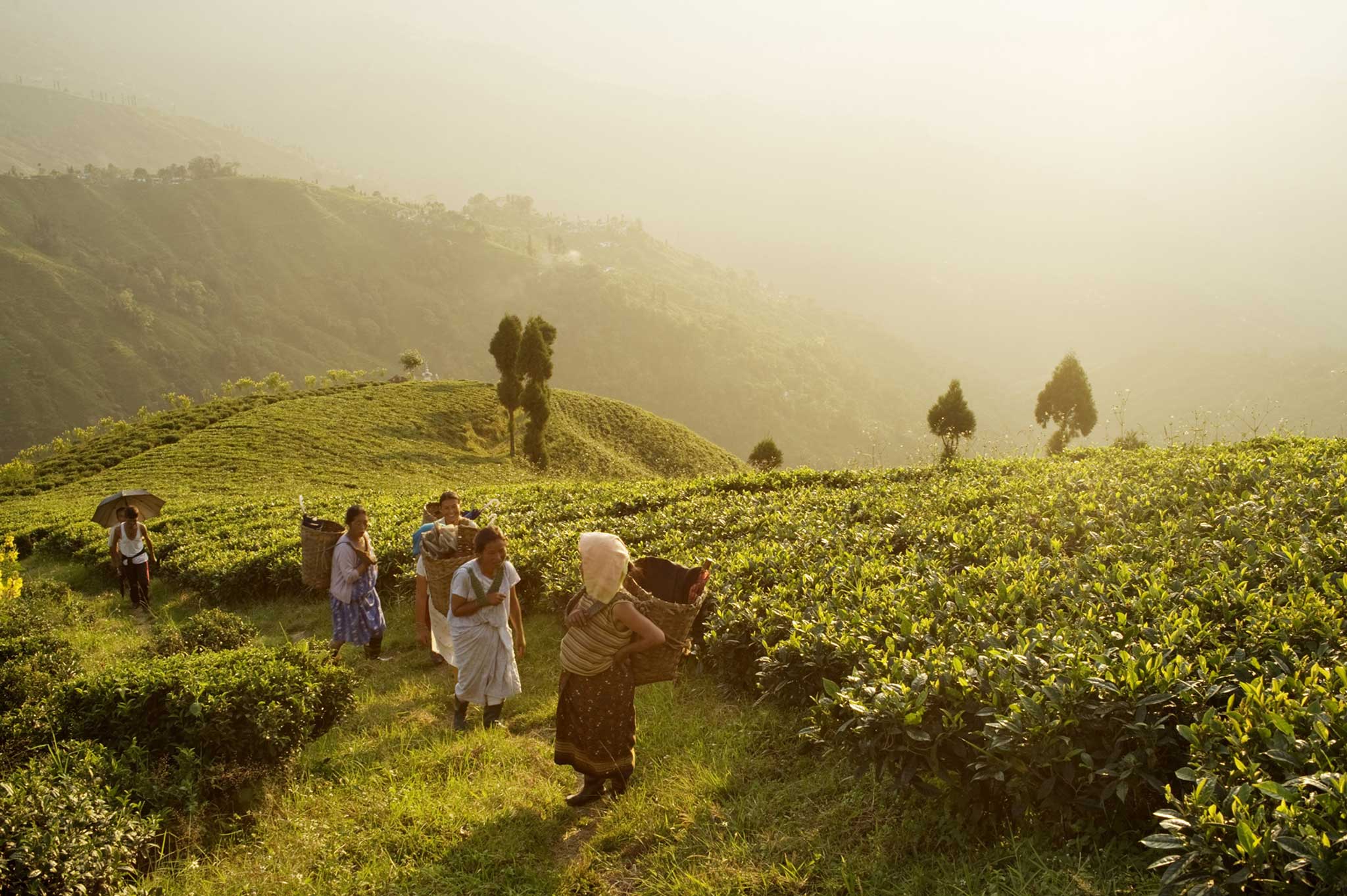 Heart of darkness: tea pickers in West Bengal