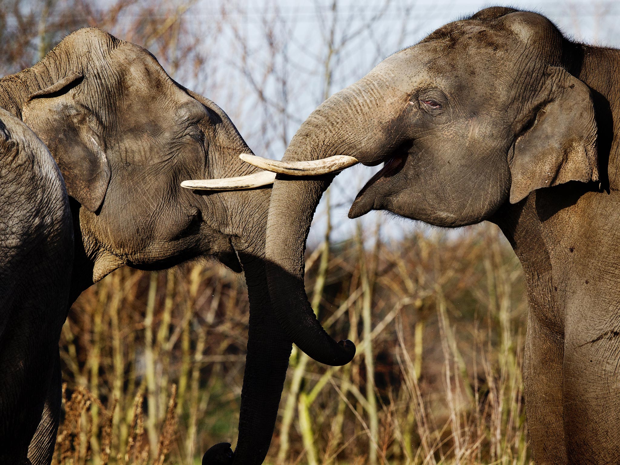 The Independent’s 2013 Elephant Appeal raised more than £500,000 to combat the poaching crisis