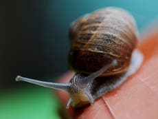 Scientists developing new way to kill slugs and snails en masse