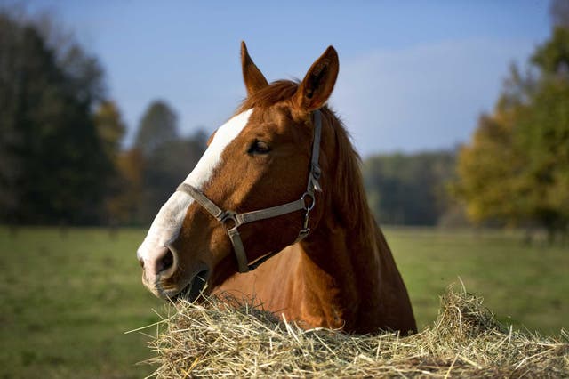 A Chicago man on horseback led police on gallop-speed cheese along  highway.