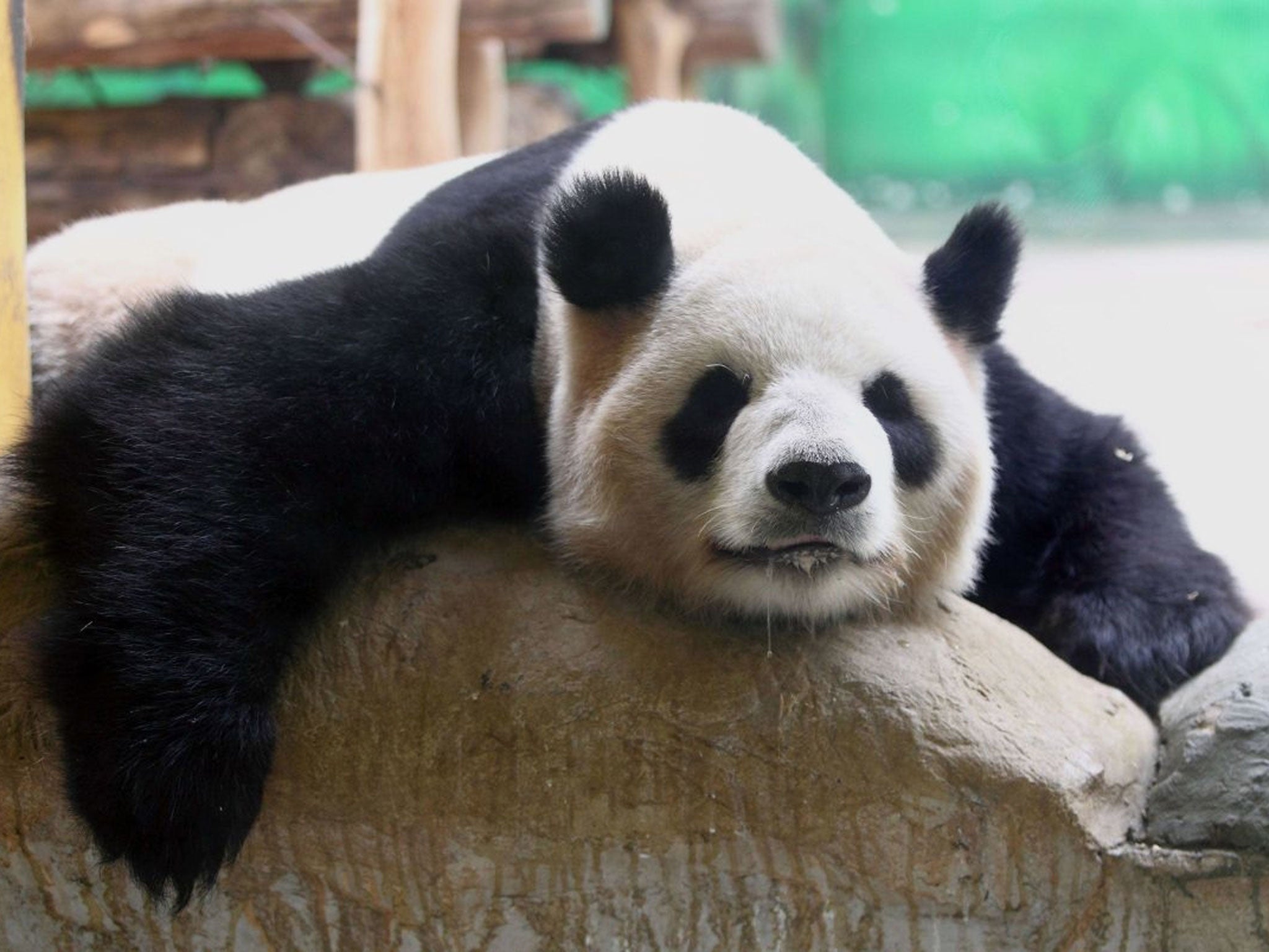 A giant panda sleeps in its enclosure