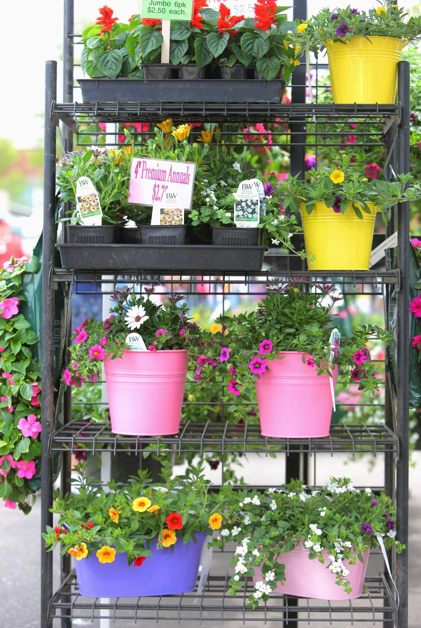 Pots of money: garden-centre goodies to tempt you towards your next impulse purchase