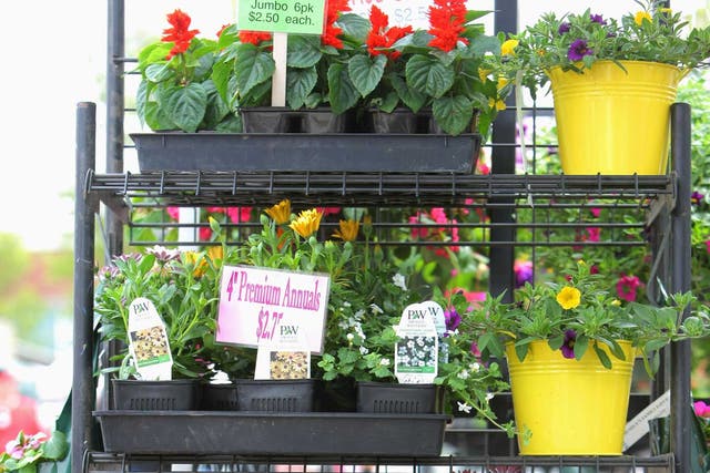 Pots of money: garden-centre goodies to tempt you towards your next impulse purchase