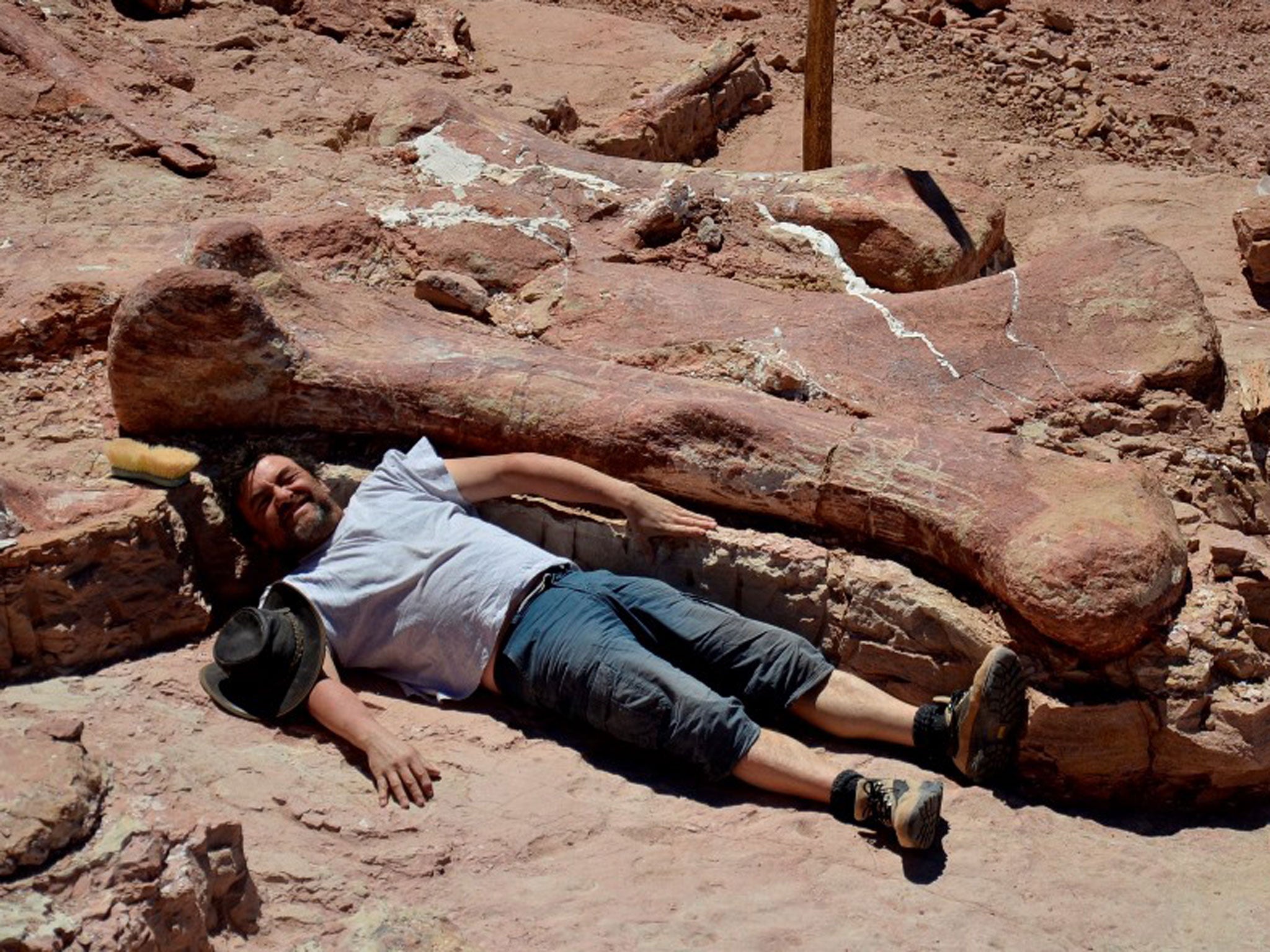Dr Diego Pol gives a hint of the scale of the dinosaur’s size as he stretches out alongside one of the bones discovered in Patagonia