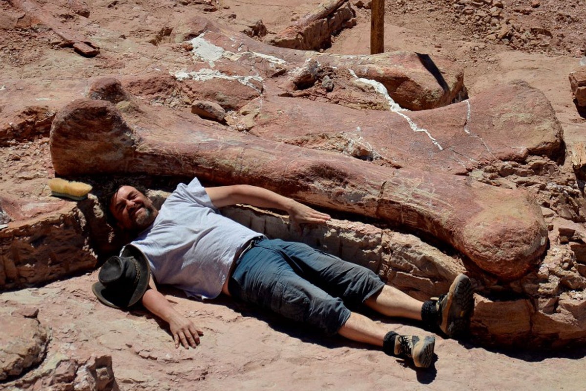 Titanosaur: 'World's largest dinosaur' found in Patagonia | The Independent  | The Independent