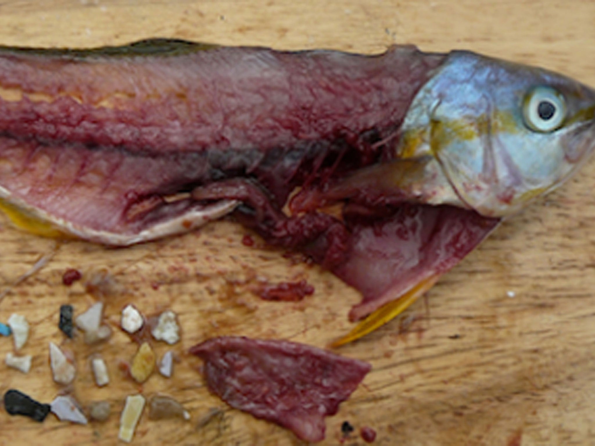 Sources of microplastic pollution found in this dissected fish
