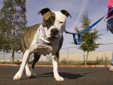 Dangerous Dogs Act: Dog welfare group warns owners that dog aggression