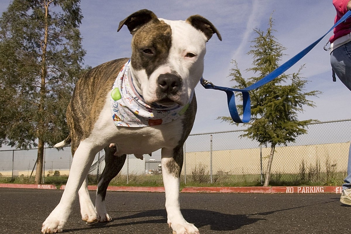 Dangerous Dogs Act: Dog welfare group warns owners that dog aggression ...