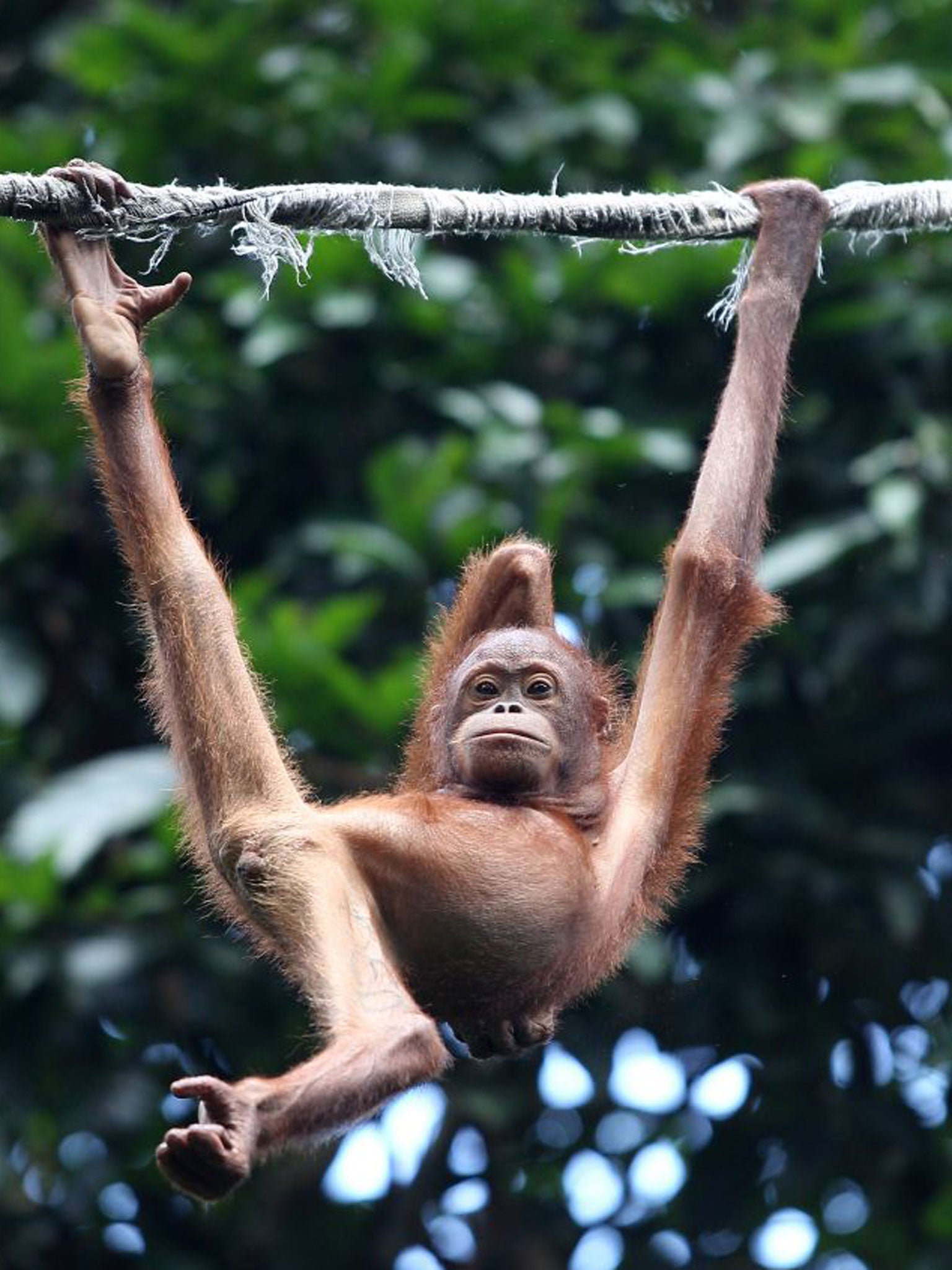 Enjoy animal encounters on a trip to Borneo