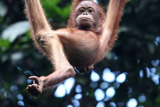 Enjoy animal encounters on a trip to Borneo 